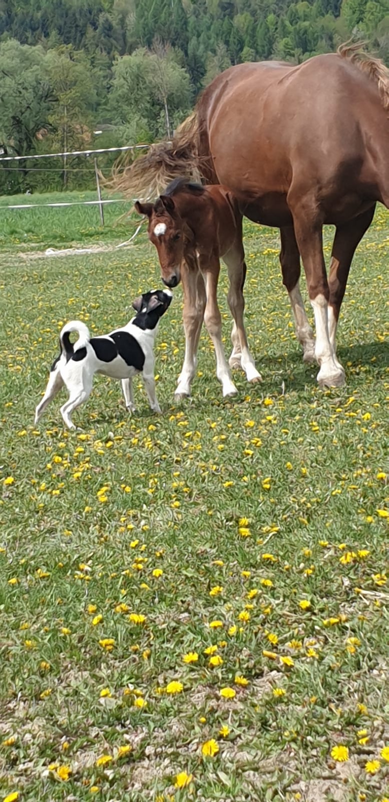 Martys Abenteuer – Vol. 1