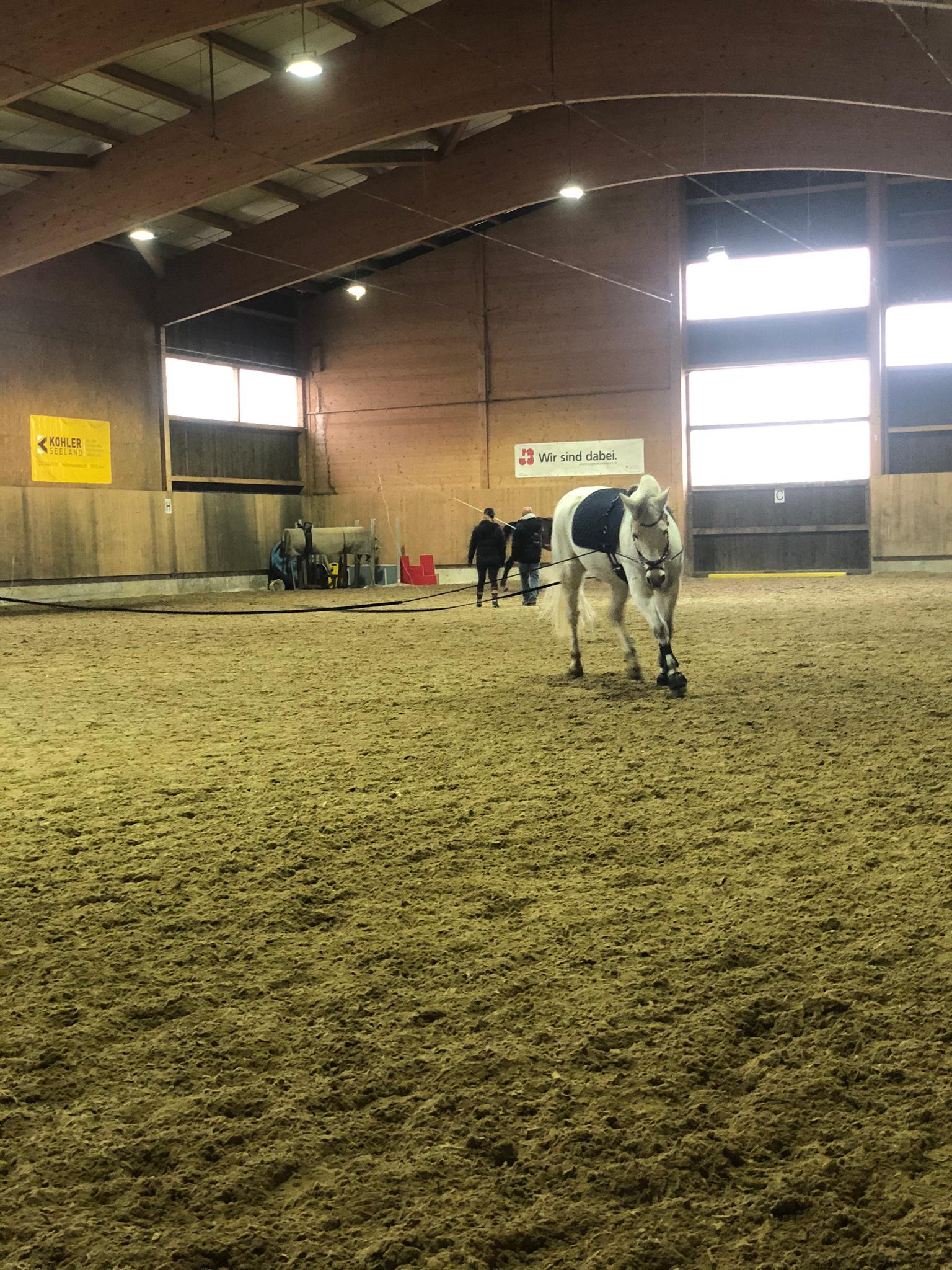 Doppellonge bei Michael Heuer